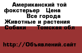 Американский той фокстерьер › Цена ­ 25 000 - Все города Животные и растения » Собаки   . Томская обл.